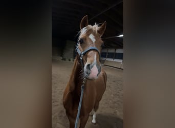 Welsh B, Gelding, 10 years, 12,3 hh, Chestnut-Red
