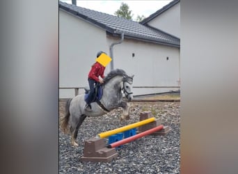 Welsh B, Gelding, 10 years, 12,3 hh, Grey-Dapple