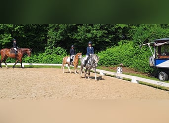 Welsh B, Gelding, 10 years, 12,3 hh, Grey-Dapple