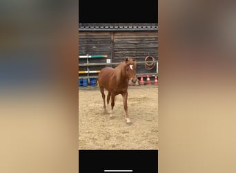 Welsh B, Gelding, 10 years, 13 hh, Chestnut-Red