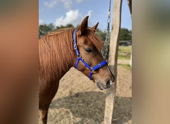 Welsh B, Gelding, 10 years, 13,1 hh, Chestnut-Red