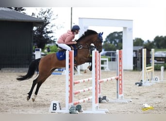 Welsh B, Gelding, 10 years, 14.1 hh, Bay