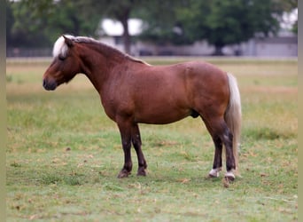 Welsh B, Gelding, 11 years, 10 hh, Chestnut