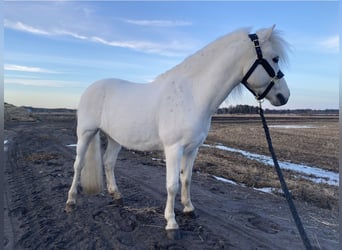 Welsh B, Gelding, 11 years, 12.1 hh
