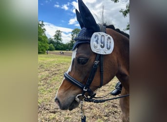 Welsh B, Gelding, 11 years, 12,2 hh, Bay-Dark