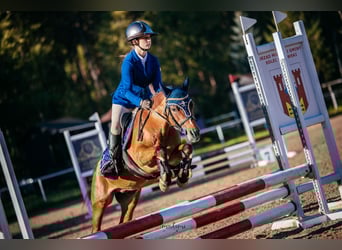 Welsh B, Gelding, 11 years, 12,1 hh, Brown