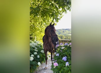 Welsh B, Gelding, 11 years, 13.3 hh, Chestnut