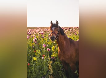Welsh B, Gelding, 11 years, 13,1 hh, Brown