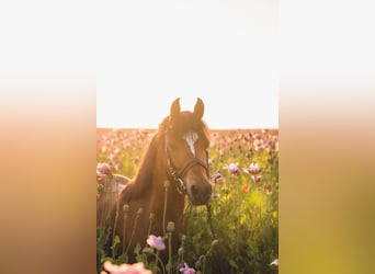 Welsh B, Gelding, 11 years, 13,1 hh, Brown
