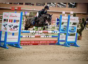 Welsh B, Gelding, 11 years, 13,1 hh, Smoky-Black