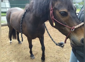 Welsh B Mix, Gelding, 12 years, 12.2 hh, Black