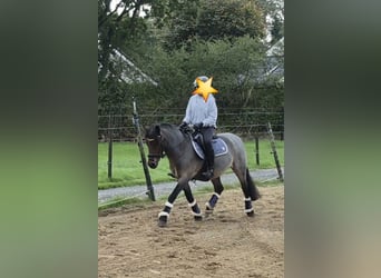 Welsh B Mix, Gelding, 12 years, 12.2 hh, Roan-Bay