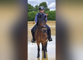 Welsh B Mix, Gelding, 12 years, 12.2 hh, Roan-Bay
