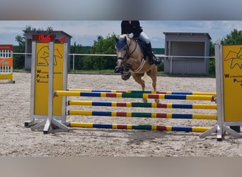 Welsh B, Gelding, 12 years, 13,1 hh, Palomino