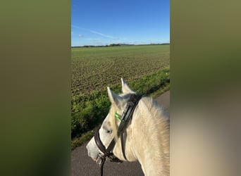 Welsh B, Gelding, 12 years, 13,2 hh, Grey