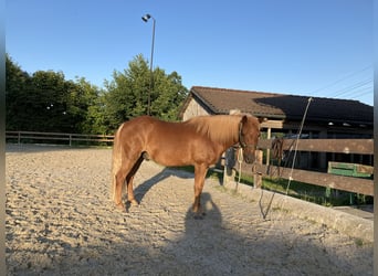 Welsh B Mix, Gelding, 13 years, 12.2 hh, Chestnut-Red