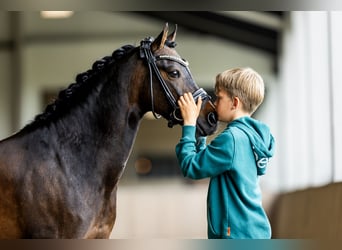 Welsh B, Gelding, 13 years, 13 hh, Brown