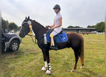 Welsh B, Gelding, 13 years, 13,2 hh, Chestnut-Red