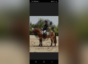 Welsh B Mix, Gelding, 14 years, 12.1 hh, Brown