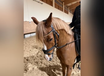 Welsh B, Gelding, 14 years, 12,2 hh, Chestnut-Red