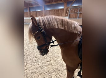 Welsh B, Gelding, 14 years, 12,2 hh, Chestnut-Red