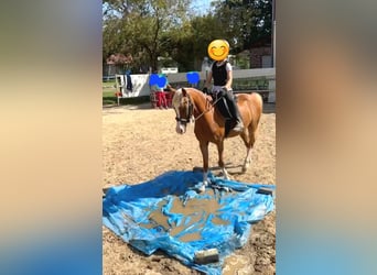 Welsh B, Gelding, 14 years, 12,2 hh, Chestnut-Red