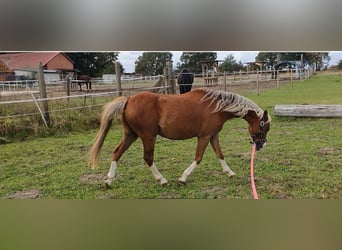 Welsh B, Gelding, 14 years, 12,2 hh