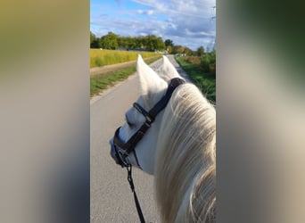 Welsh B Mix, Gelding, 14 years, 13,2 hh, White