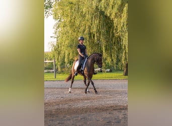 Welsh B, Gelding, 14 years, 14 hh, Bay