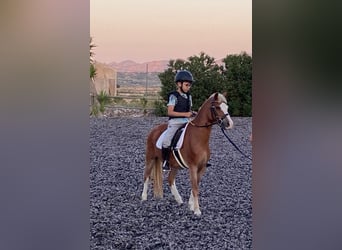 Welsh B, Gelding, 15 years, 11,2 hh