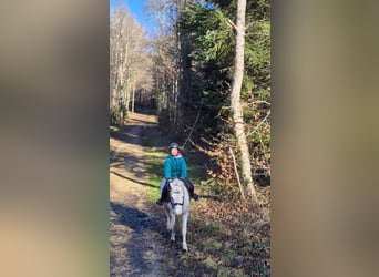 Welsh B, Gelding, 15 years, 11,2 hh, Cremello