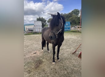 Welsh B Mix, Gelding, 15 years, 12.2 hh, Buckskin