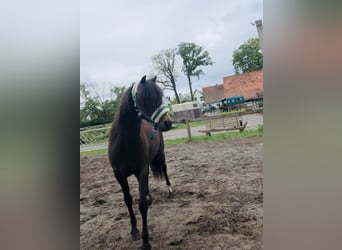 Welsh B Mix, Gelding, 15 years, 12.2 hh, Buckskin