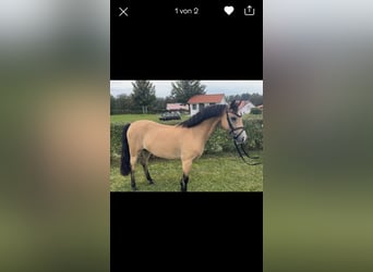 Welsh B, Gelding, 15 years, 12.2 hh, Dun