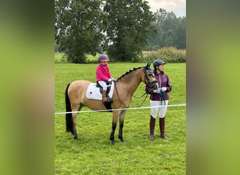 Welsh B, Gelding, 15 years, 12.2 hh, Dun