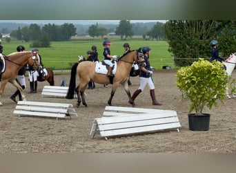 Welsh B, Gelding, 15 years, 12.2 hh, Dun