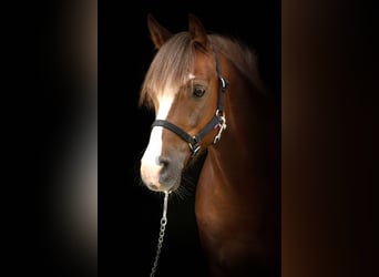 Welsh B, Gelding, 15 years, 12,2 hh, Chestnut