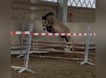 Welsh B, Gelding, 15 years, 12,2 hh, Dun
