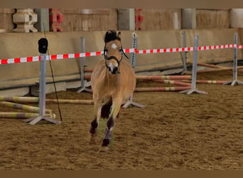 Welsh B, Gelding, 15 years, 12,2 hh, Dun
