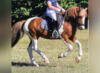 Welsh B, Gelding, 15 years, 12,2 hh, Pinto