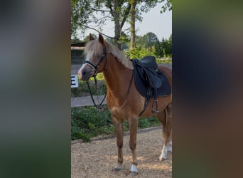 Welsh B, Gelding, 15 years, 13,2 hh, Chestnut-Red