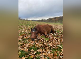 Welsh B Mix, Gelding, 16 years, 13,1 hh, Brown