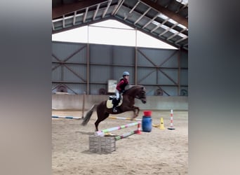 Welsh B, Gelding, 16 years, 13,1 hh, Chestnut-Red