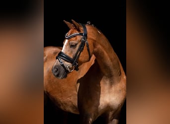 Welsh B, Gelding, 17 years, 12,2 hh, Chestnut-Red