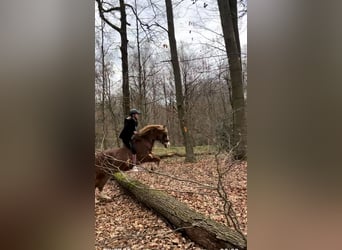 Welsh B, Gelding, 17 years, 13 hh, Chestnut-Red