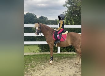 Welsh B, Gelding, 17 years, 13 hh, Chestnut-Red
