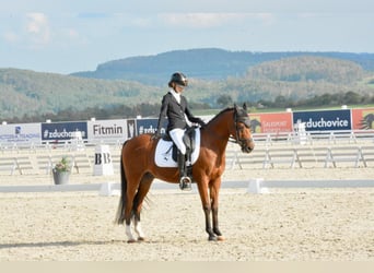 Welsh B, Gelding, 17 years, 14.2 hh, Brown