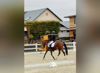Welsh B, Gelding, 17 years, 14,2 hh, Brown