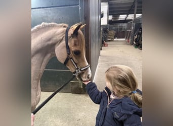 Welsh B, Gelding, 18 years, 11.2 hh, Roan-Red
