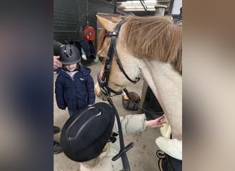 Welsh B, Gelding, 18 years, 11.2 hh, Roan-Red